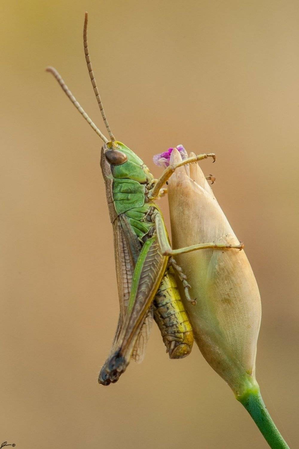 Insect, Macro, Makro, Nature, Wildlife, Mariusz Oparski