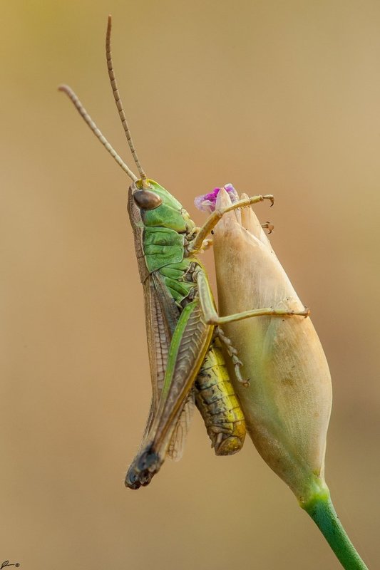 Insect, Macro, Makro, Nature, Wildlife ... фото превью