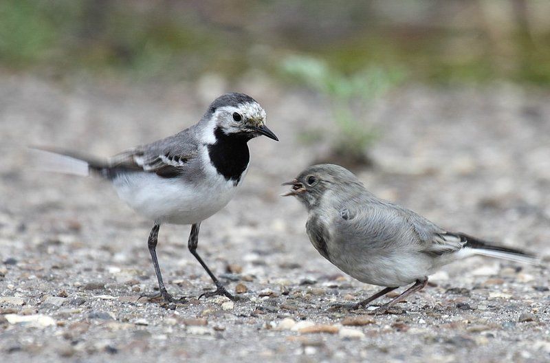 Трясогузка белая фото превью