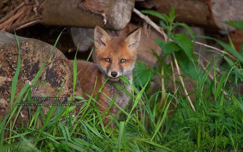 Animals, Fox, Nature, Wildlife, Wildlife photography, Анималистика, Животные, Лиса, Лисята, Природа, Фотоохота Лисенок и травинка фото превью