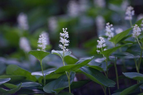Pro украшения майского леса