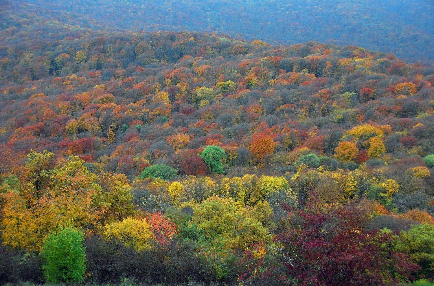, Хасан Журтов