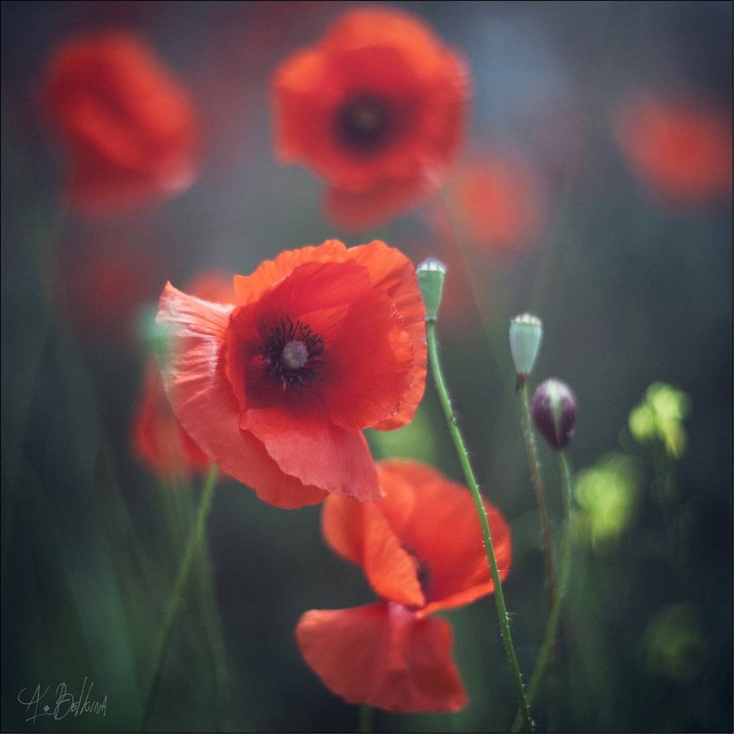 , Ариадна Белкина