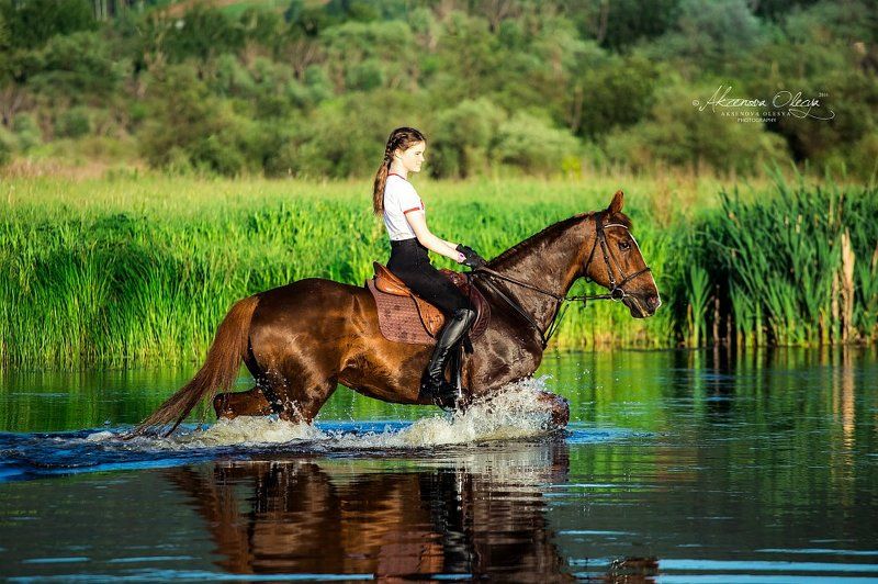 лошадь, закат, река, вода,красота, брызги, рысак, русский рысак, конная фотография Прогулка на закате.  фото превью