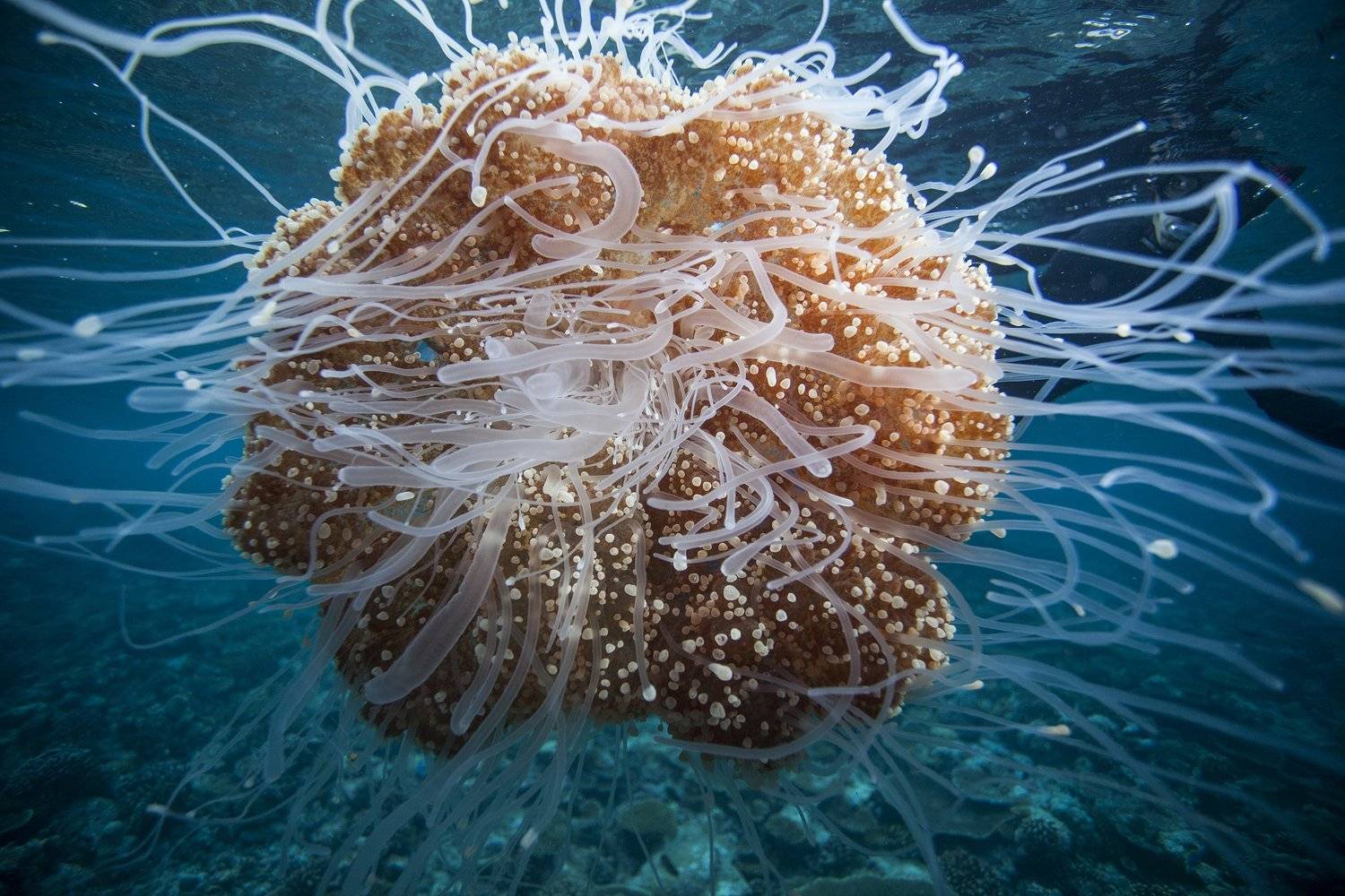 Медуза, Mike Korostelev