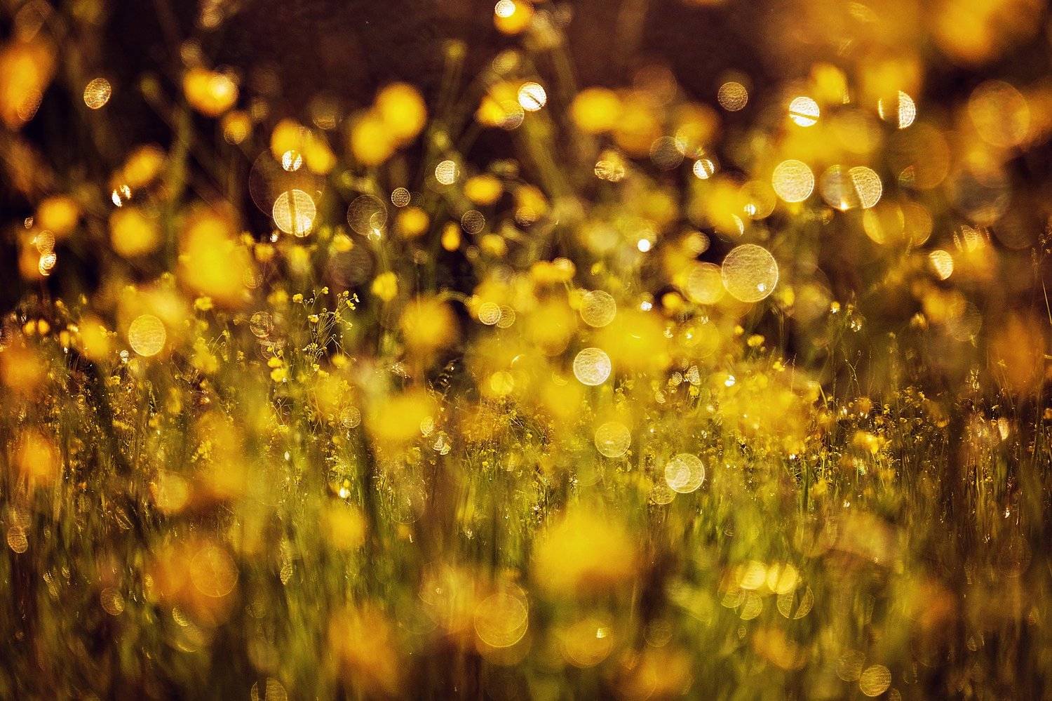 , Kristina Zvinakeviciute