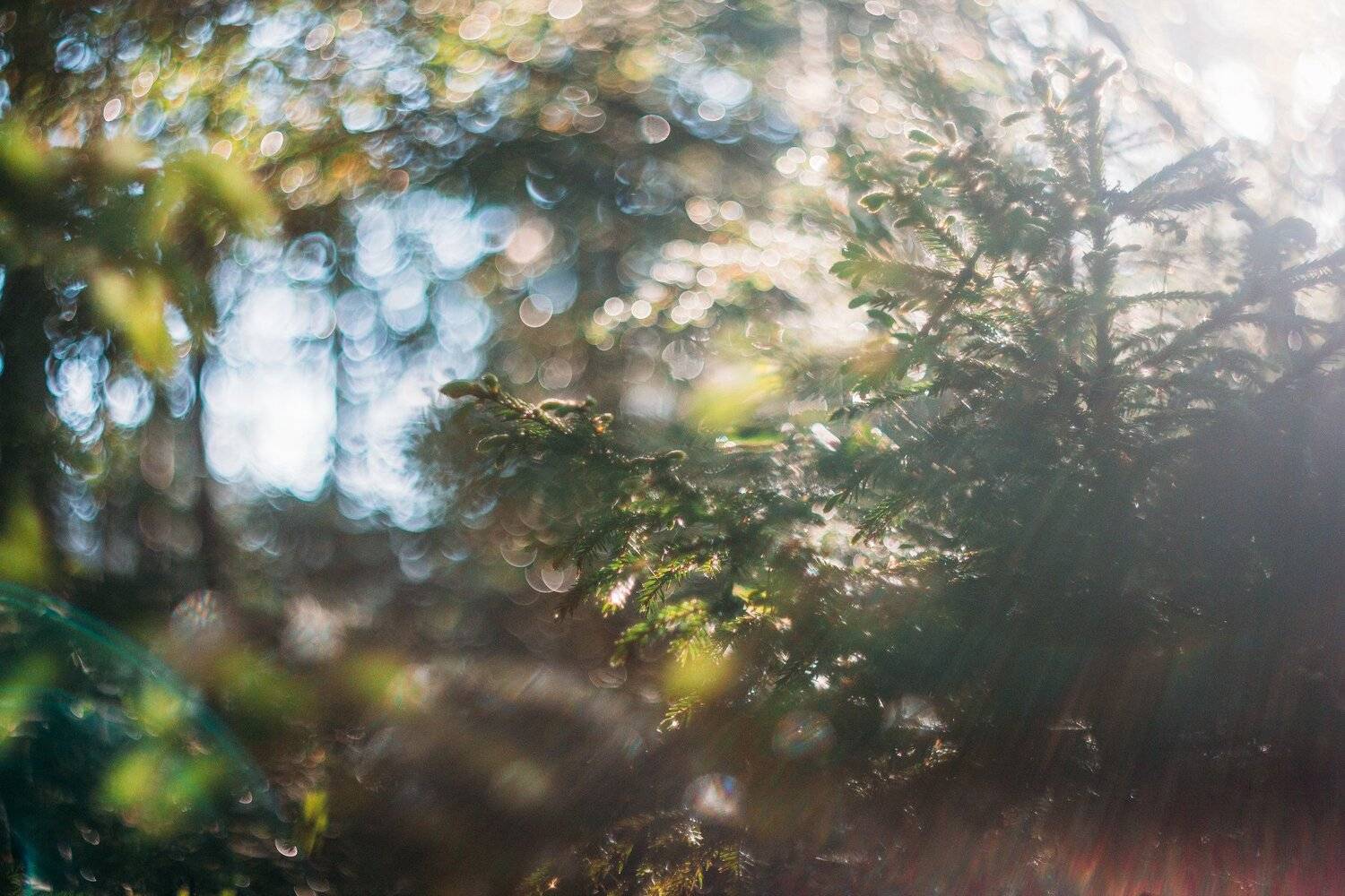солнце, свет, лес, утро, боке, гелиос, Татьяна Афиногенова