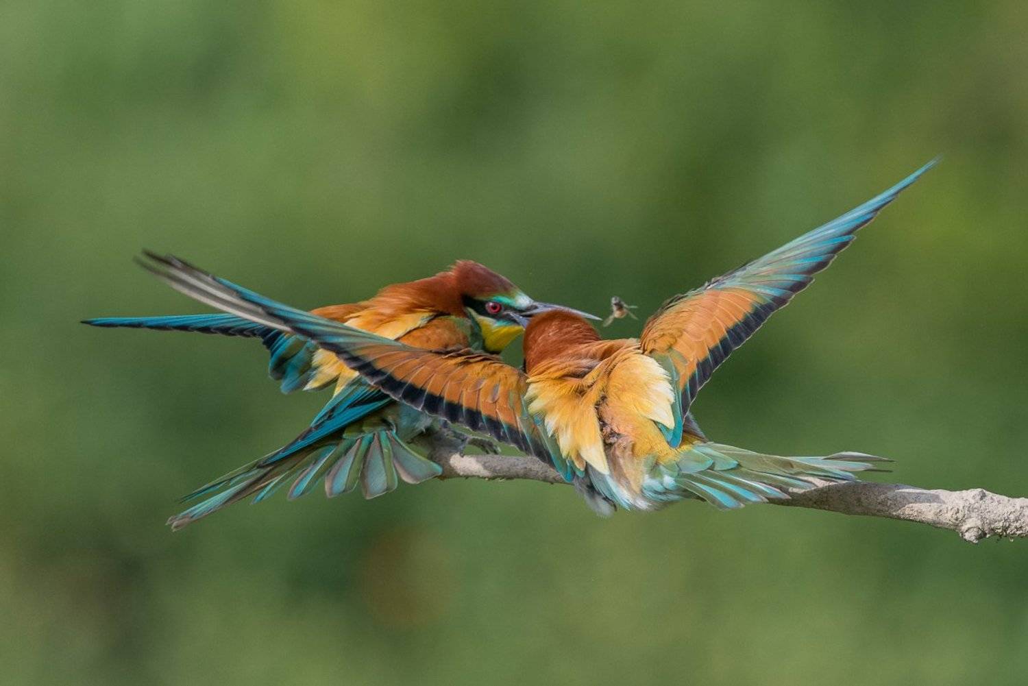 european bee-eater, aves, birds, merops apiaster, dominik chrzanowski wildlife photography, Dominik Chrzanowski