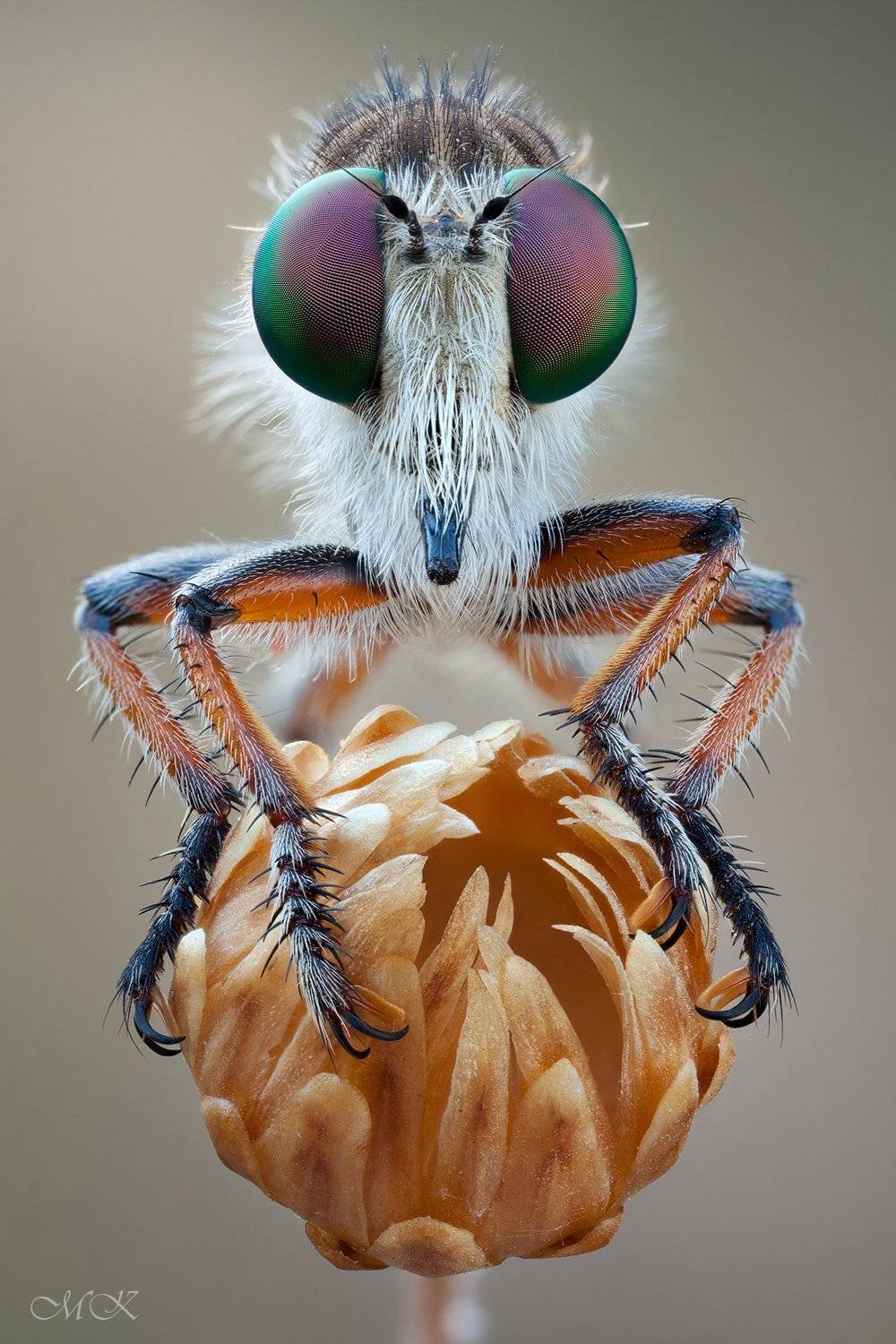 Robber fly, Браток, Ктырь, Miron Karlinsky