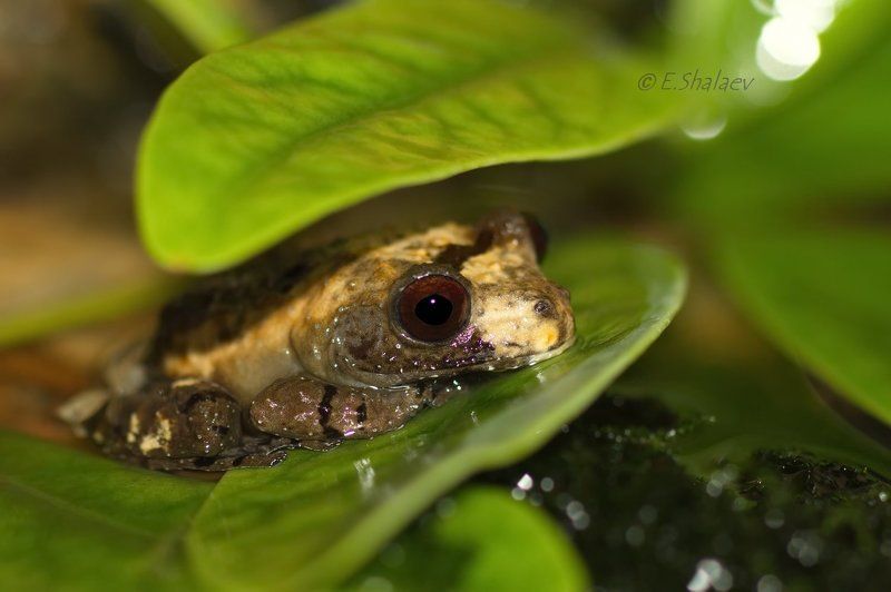 Frog, Theloderma asperum, Амфибии, Лягушка, Телодерма, Телодерма шероховатая Телодерма шероховатая фото превью