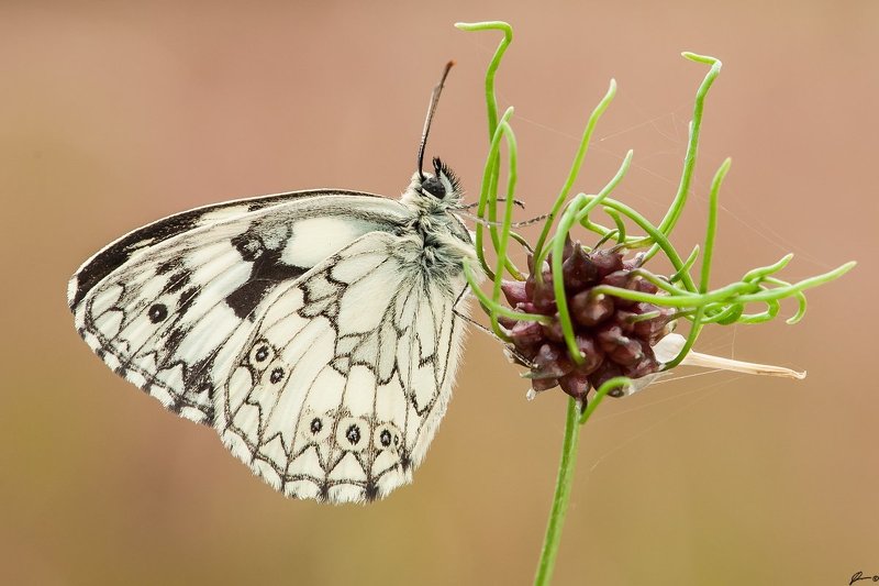Butterfly, Insect, Macro, Makro, Nature, Wildlife Melanargia galathea фото превью
