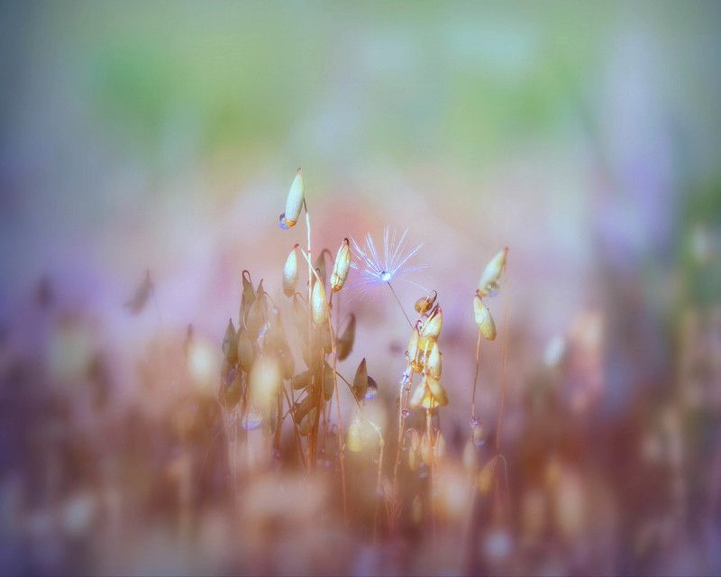 Неизвестный мир... фото превью