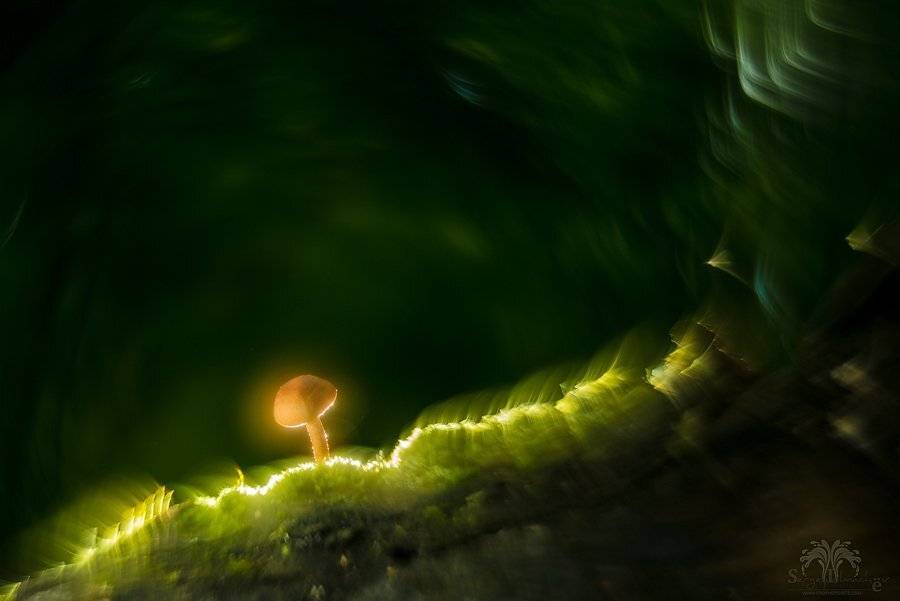 Гелиос, Грибок, Малыш, Свет, Сергей Толмачев