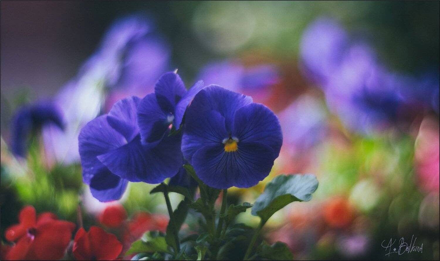 , Ариадна Белкина