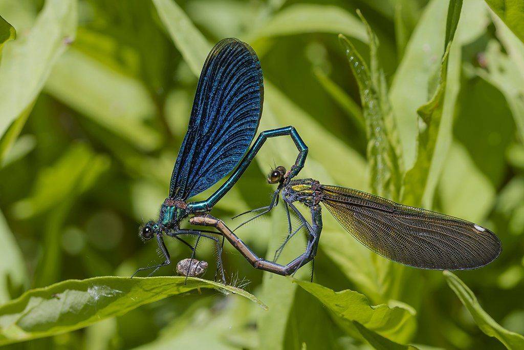 , Александр Абросимов