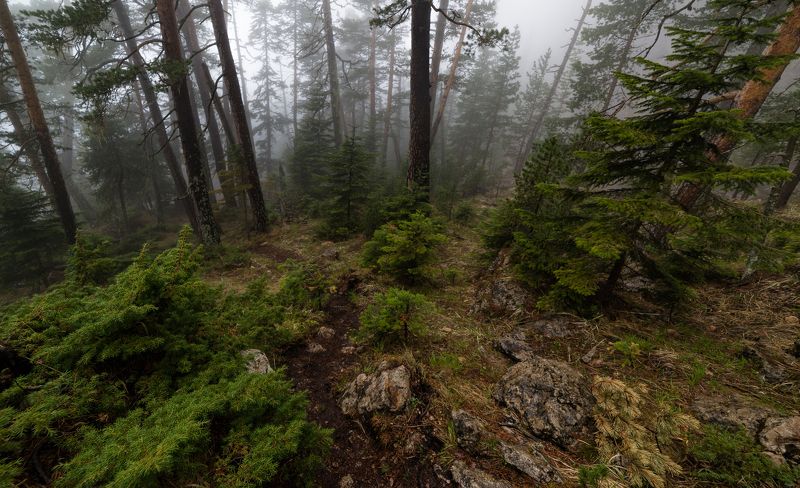 В тумане леса фото превью