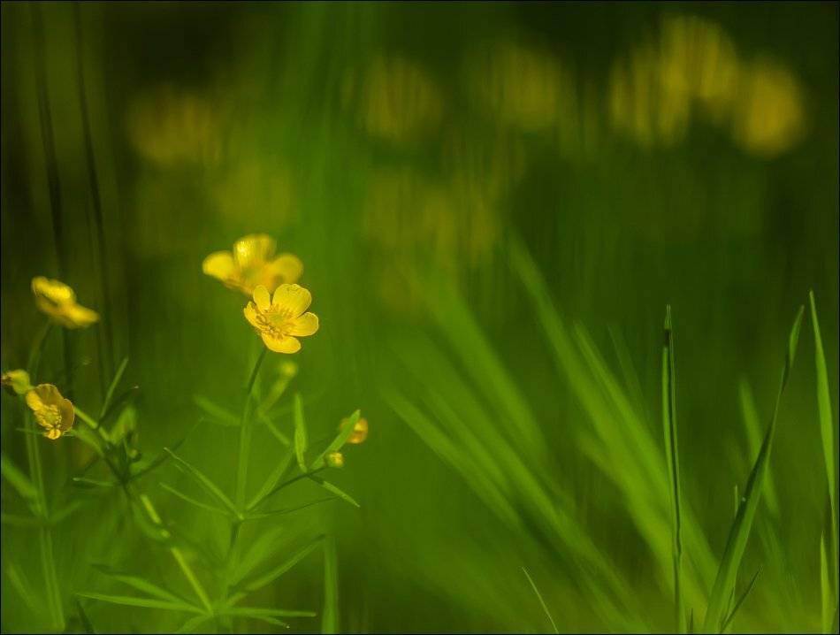 , Бурлов Андрей