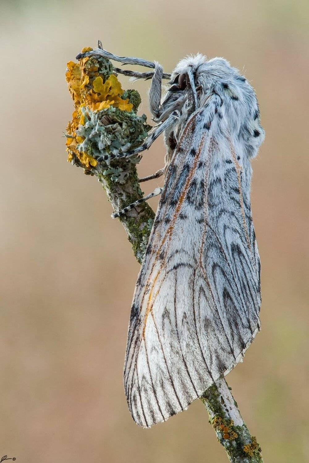 Butterfly, Insect, Macro, Makro, Nature, Wildlife, Mariusz Oparski