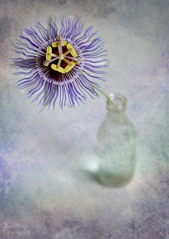 Passiflora фото превью