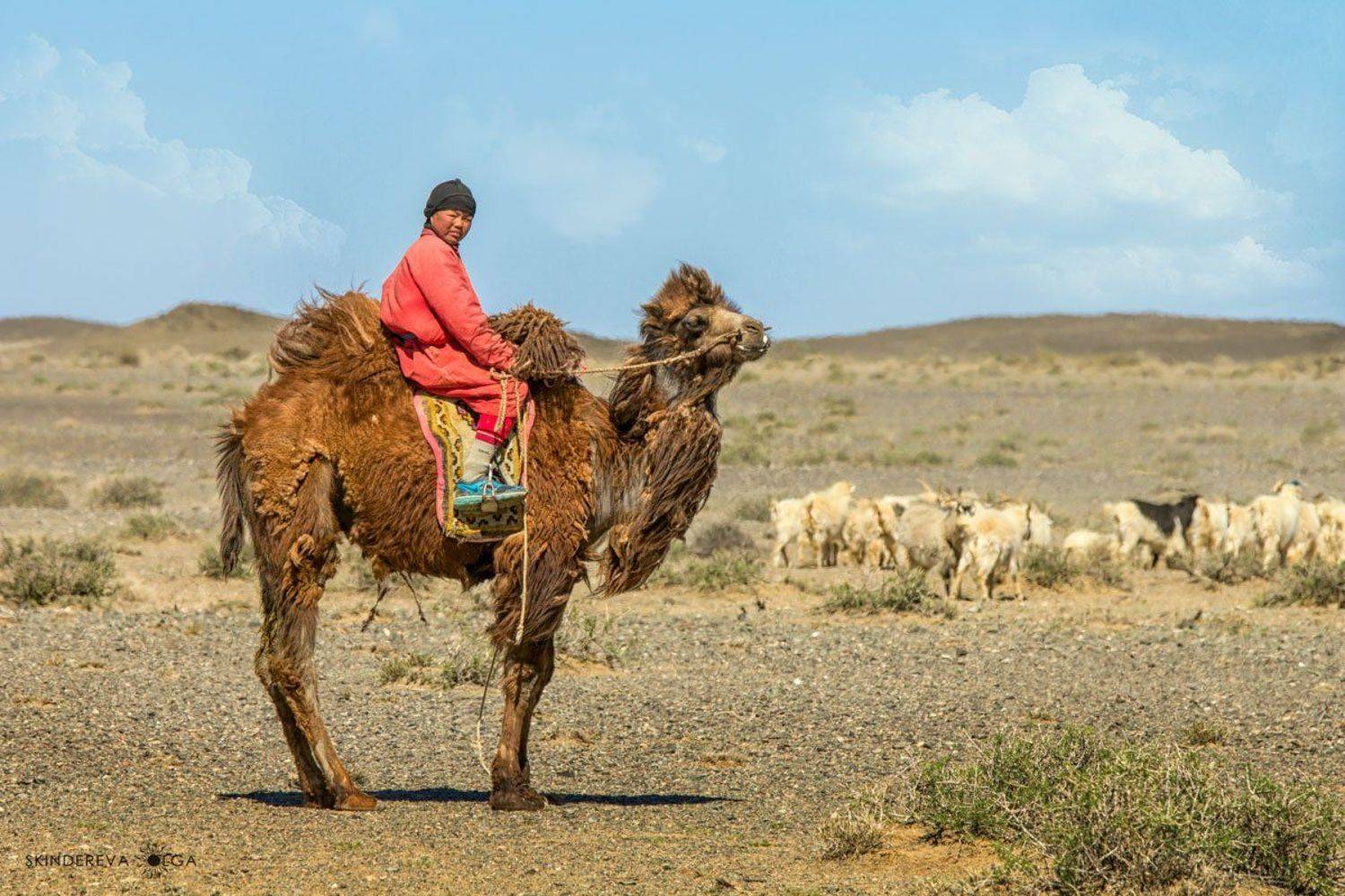 Монголия, Скиндерева Ольга