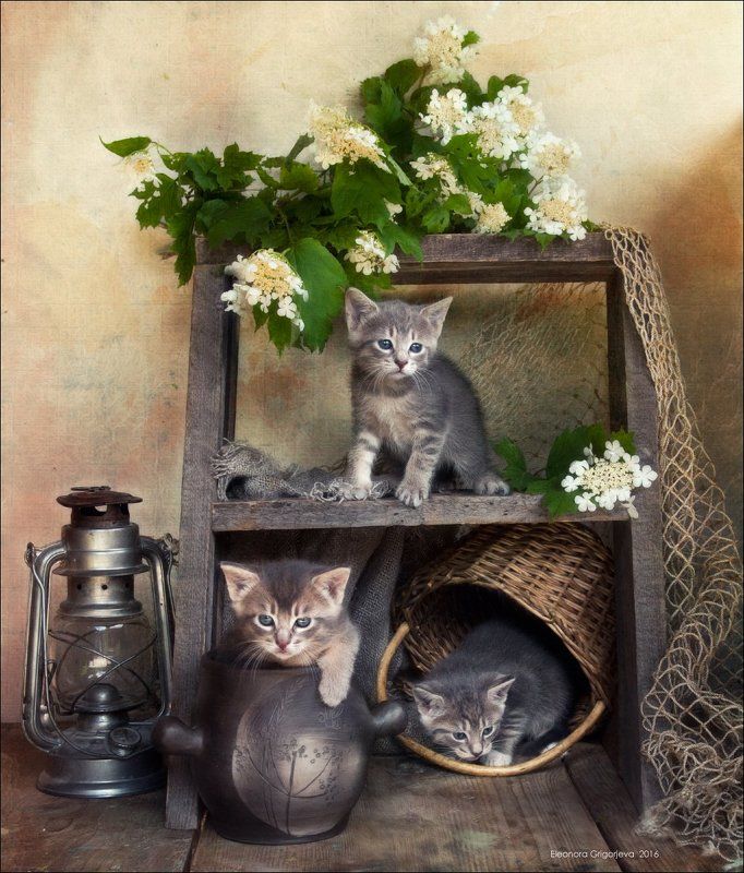 Калина, Котята, Лето, Натюркотики Малыши и лето фото превью