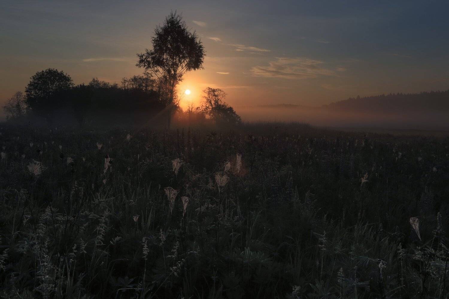 рассвет, восход , солнце,лучи,туман,роса,люпины,паутина, Ирина Назарова