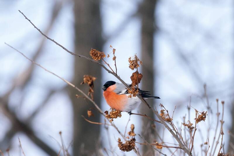 дикая природа, снегирь, фотограф олег мороз, приморье, приморский край Снегирь-наблюдатель фото превью