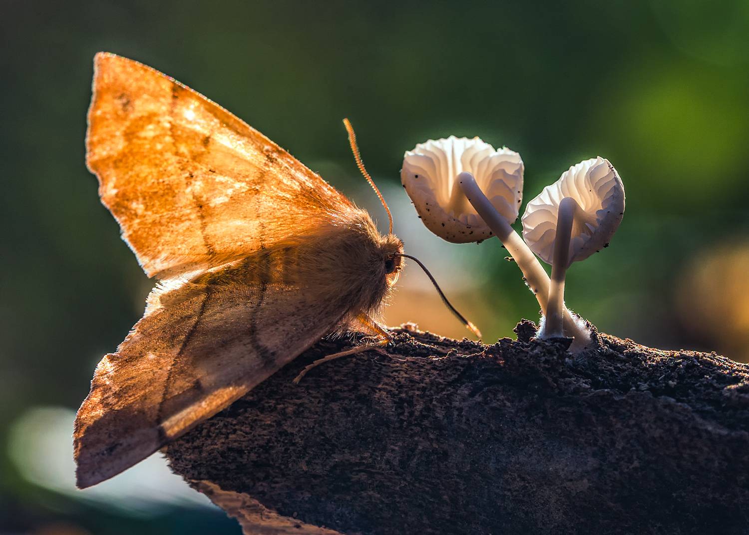 макро, насекомые, бабочки, грибы, Рябов Игорь