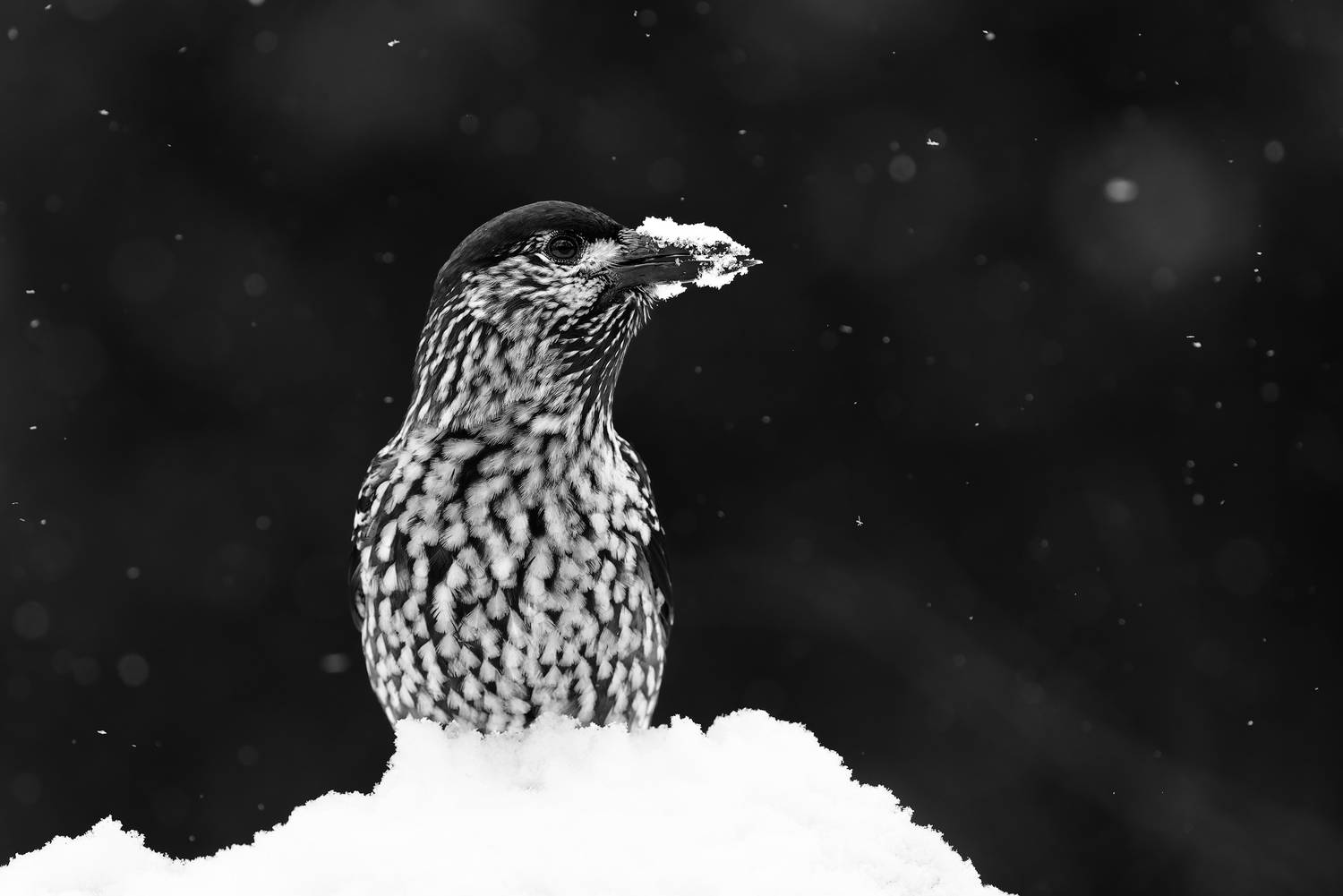 кедровка, птицы, живая природа, wildlife, animal, bird, игорь зубков, Игорь Зубков