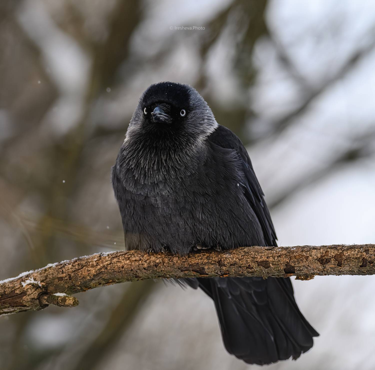 Галка,птица,врановые, Ирешева Мария
