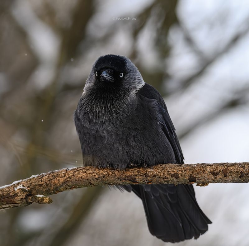 Галка,птица,врановые Призадумался фото превью