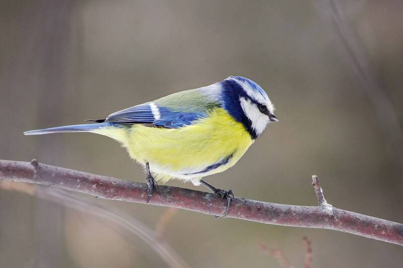 Обыкновенная лазоревка (Cyanistes caeruleus). фото превью
