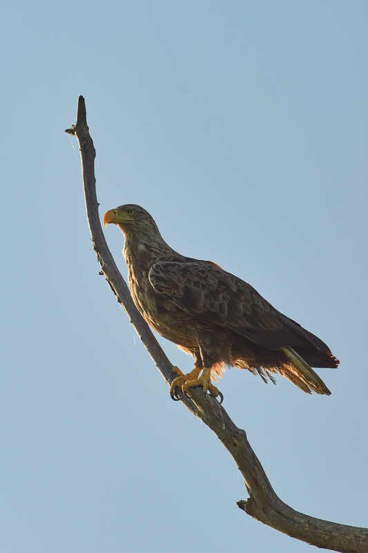 Орлан-белохвост, Haliaeetus albicilla,  Орлан-белохвост фото превью