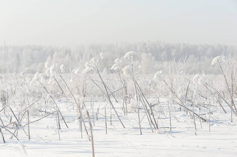 В морозной дымке фото превью