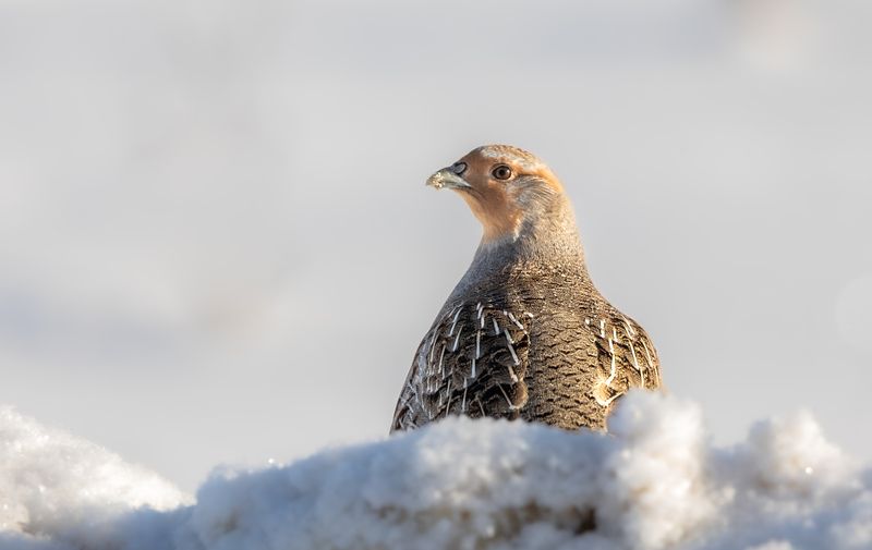 Куропатка.  фото превью