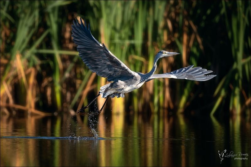 * * * фото превью