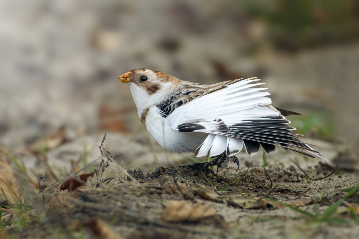 wildlife, birdwatching, nature, bird photography, птица, фотоохота, природа, пуночка, Полина Шальнева