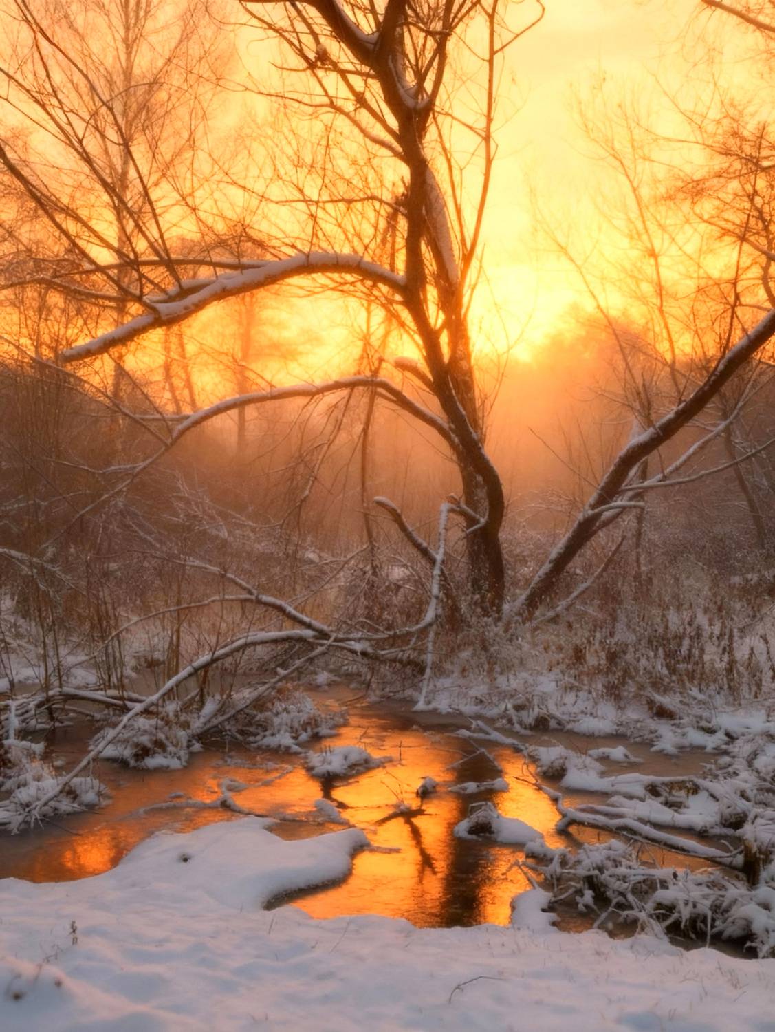 зима, winter, landscape, природа, nature, пейзаж, лес, forest, закат, sunset, Julia Kaissa
