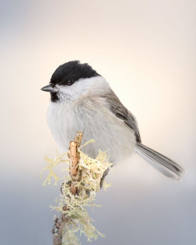 синица, птицы, фотоохота, birdwatching, birds, полет, зима, лес, гаичка, черноголовая гаичка Ожидание фото превью
