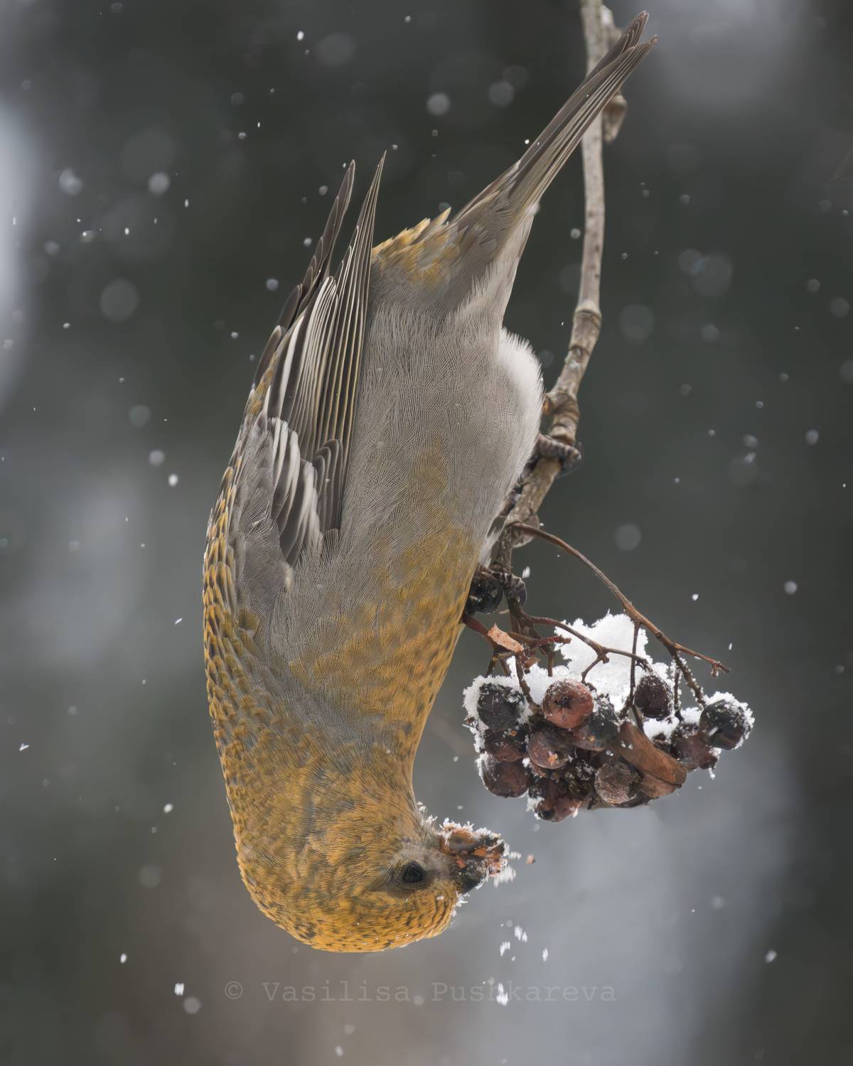 обыкновенный щур, птица, Пушкарева Василиса