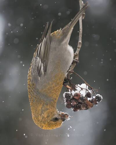 Обыкновенный щур