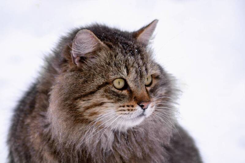 кот Сибиряк фото превью