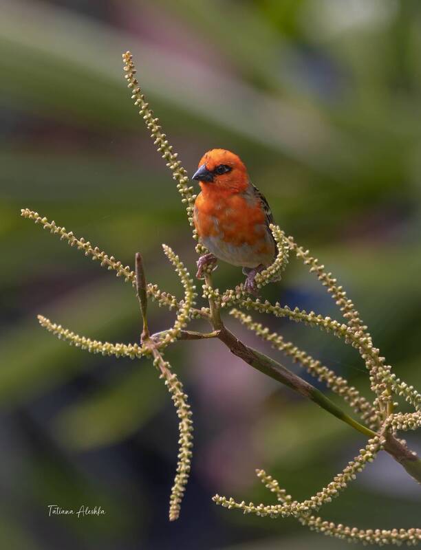 Маврикийский фуди (Foudia rubra). фото превью