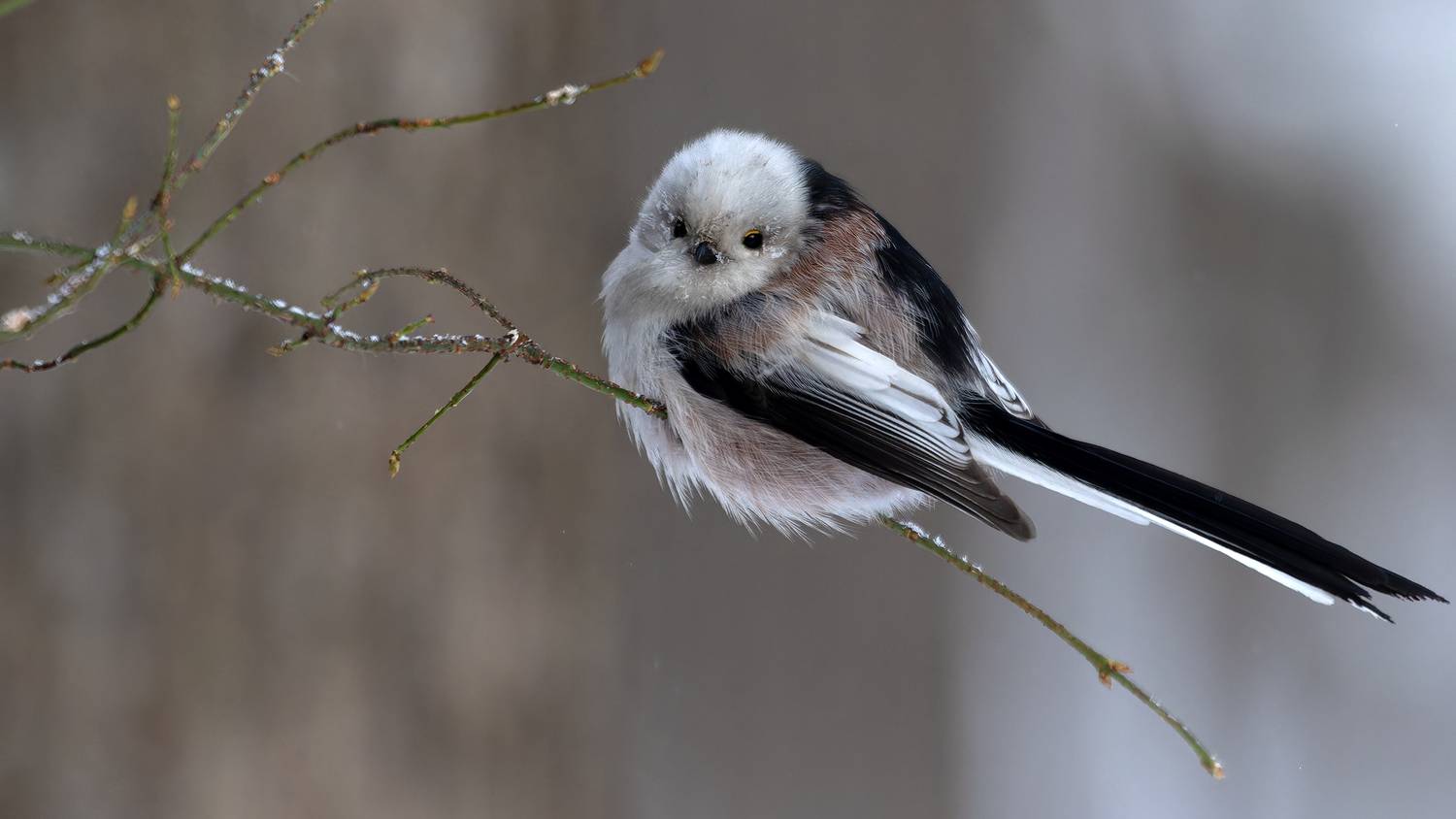 , Марат Кучкаев