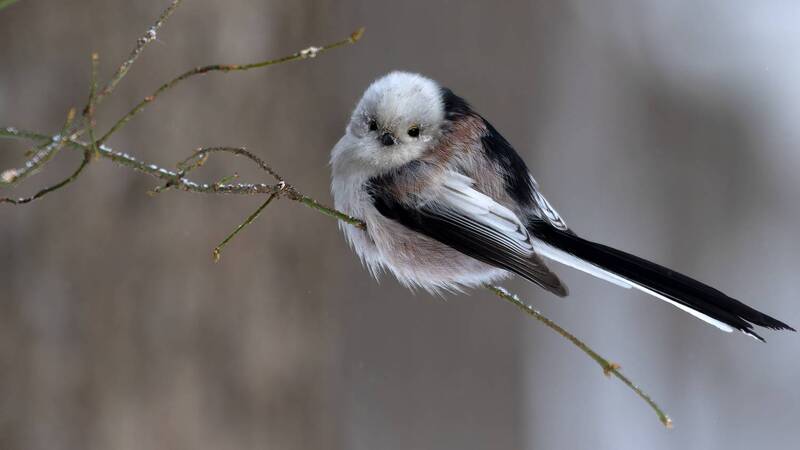 Холодно... фото превью