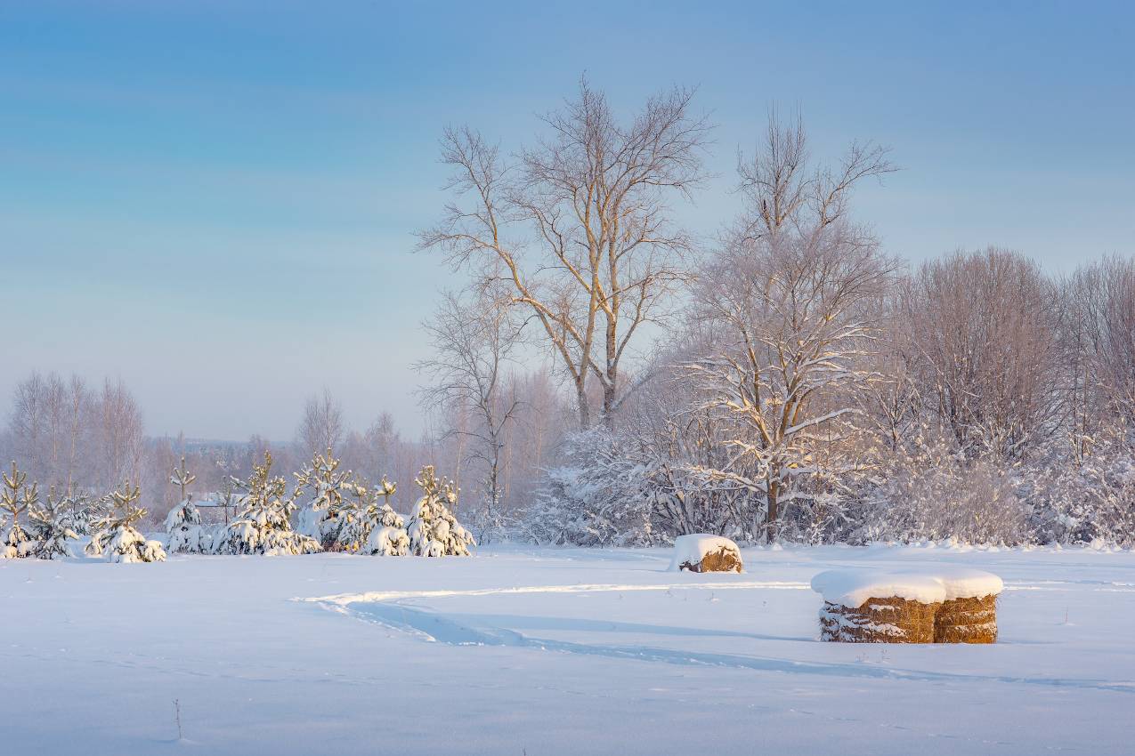 январь утро мороз свет поле валки перелесок воронино, Алексеев Дмитрий