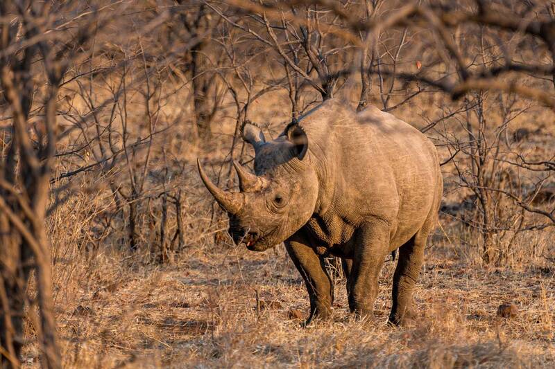 носорог, африка, africa, rhino Черный носорог из Зимбабве. фото превью