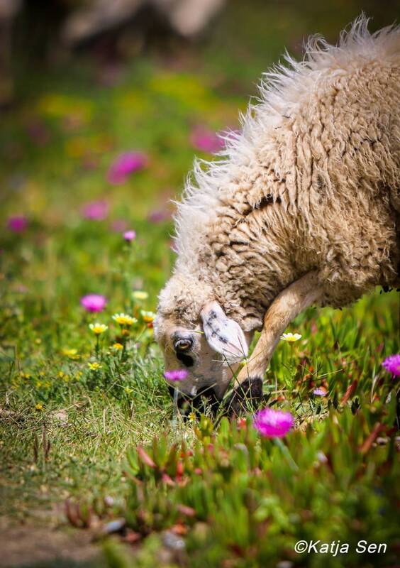 Мои марокканские истории. Про овечек) фото превью
