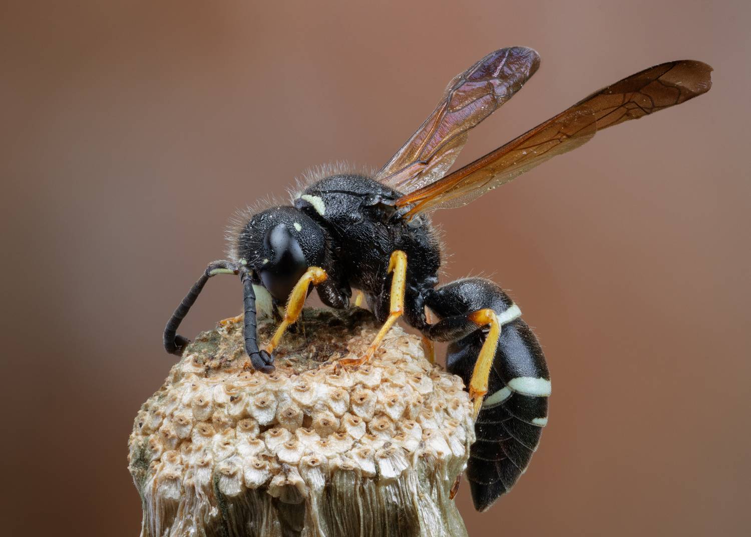 , Кузнецов Дмитрий