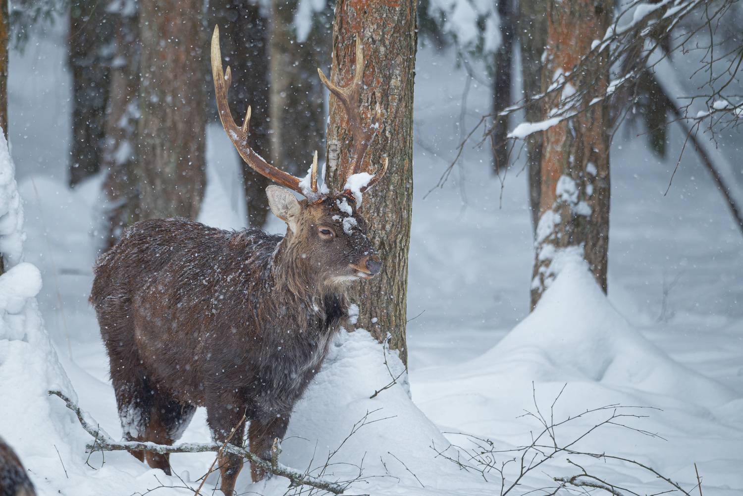 олень, deer, лес, снег, снежинки, forest, snow, Сергей Немцев